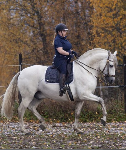 Sangre-Real-Nordica-Equestrian-Influencer-White-dressage-Stallion